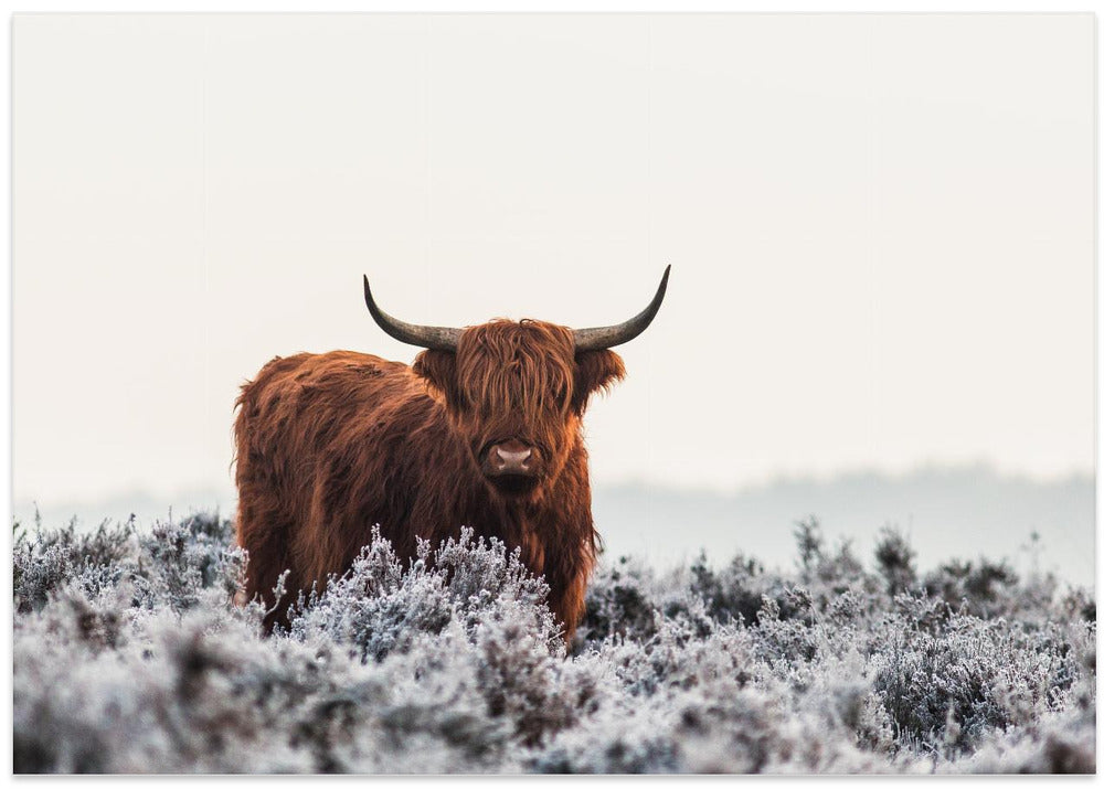 Highlander