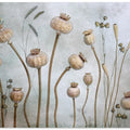 Papaver