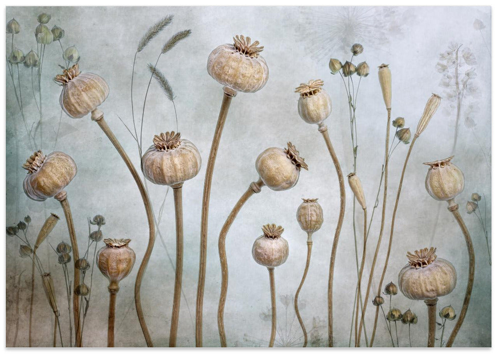 Papaver