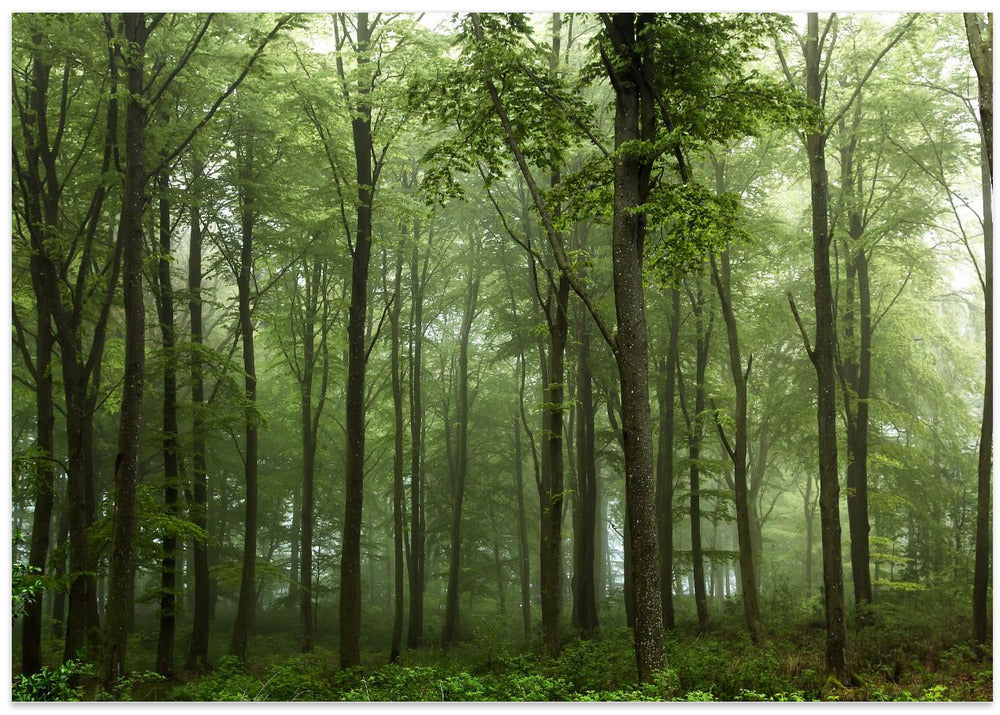Forest...