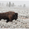 Late Fall Yellowstone