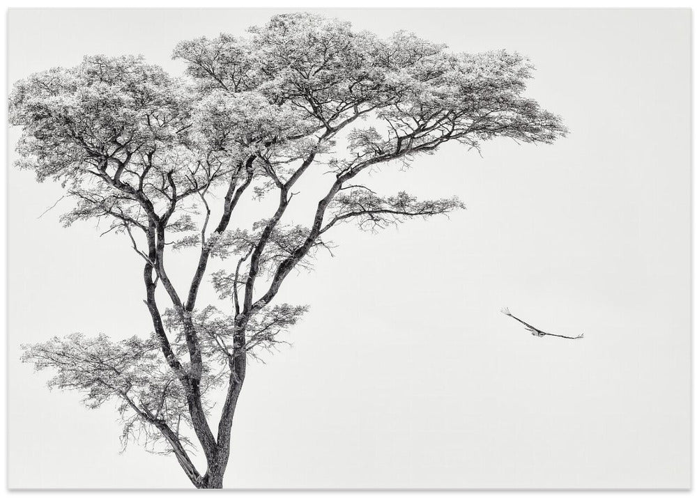 the African eagle