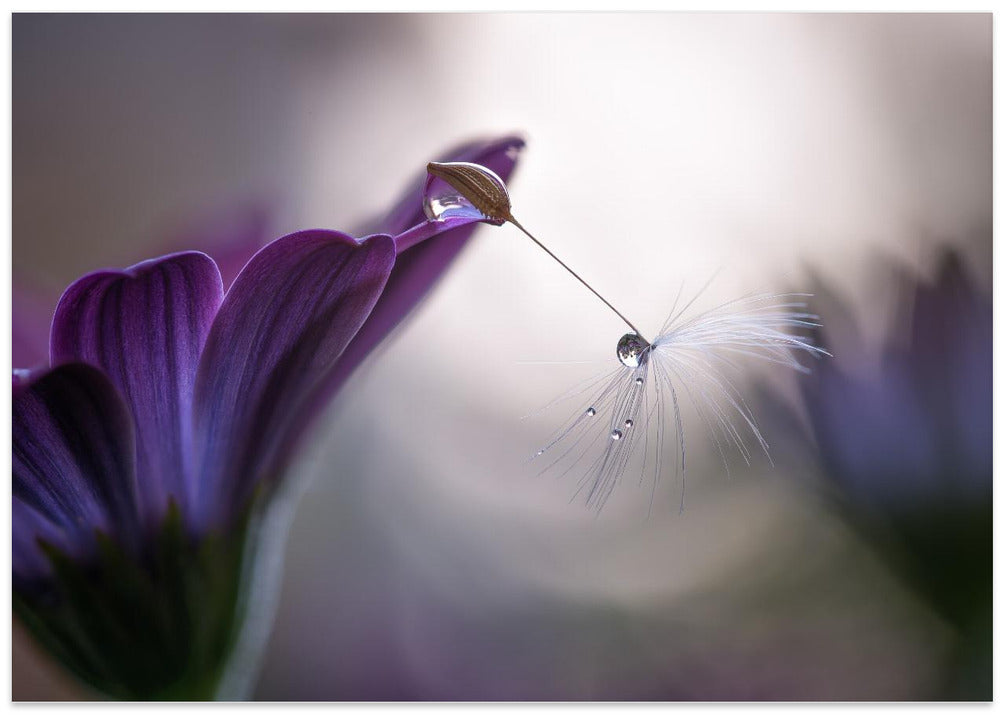 Purple rain