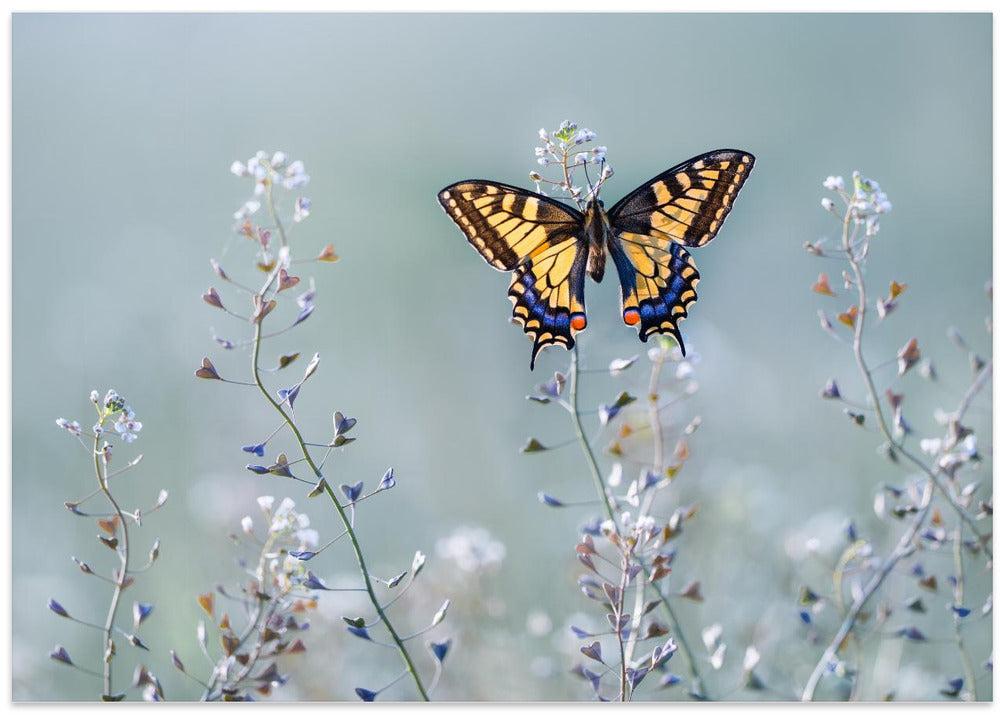 Swallowtail beauty