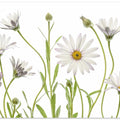Cape Daisies
