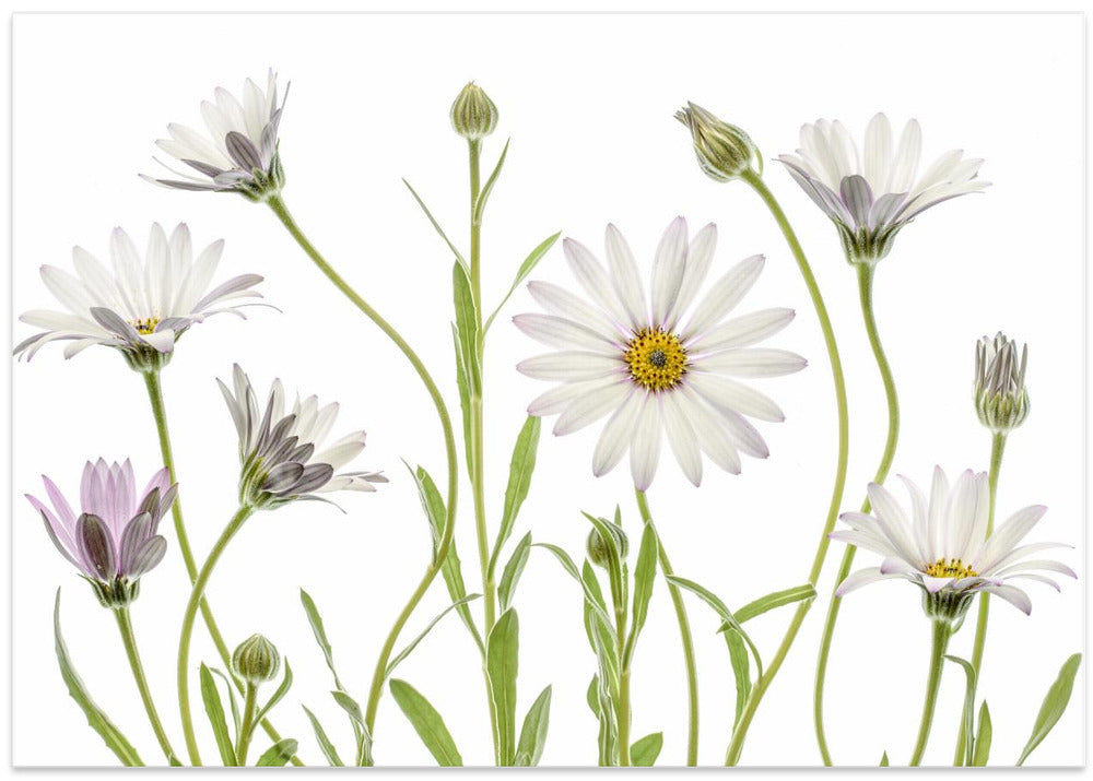 Cape Daisies