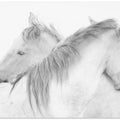 Horses