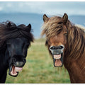 WILD SMILE
