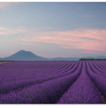 Lavender field