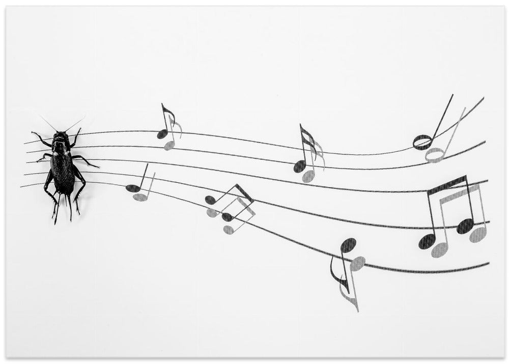 The Music of Nature