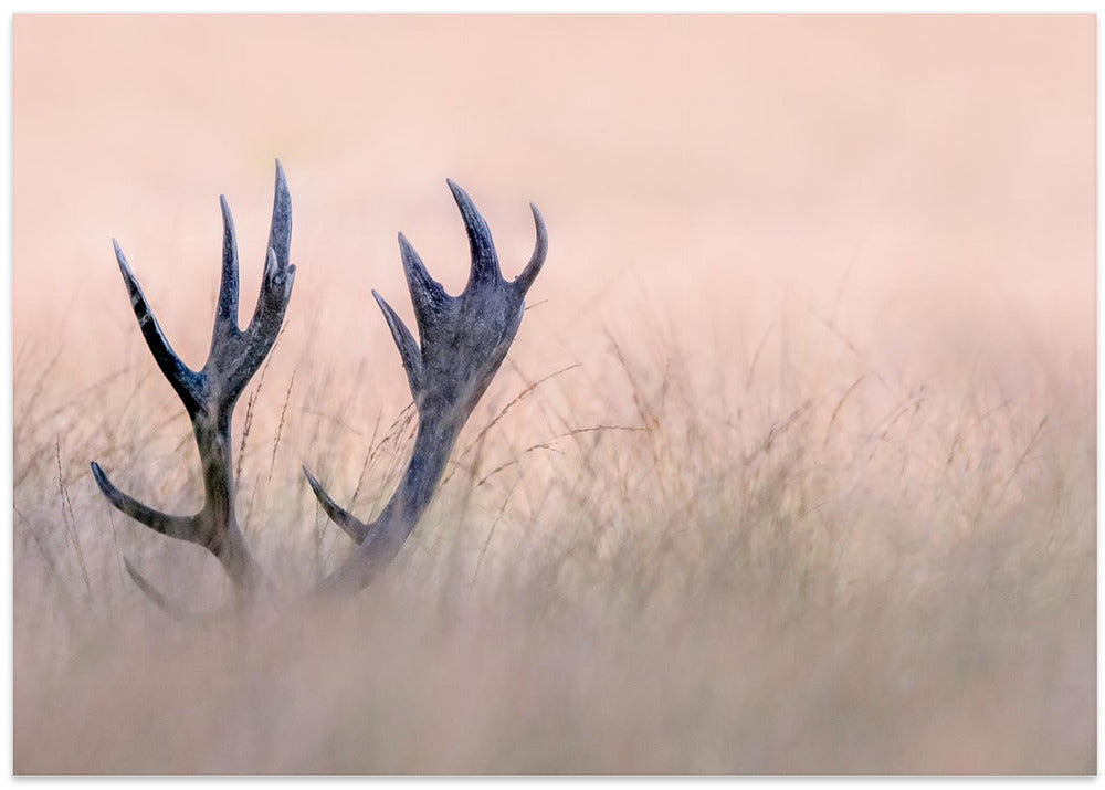 Hide & Seek  ( Horn of Stag)