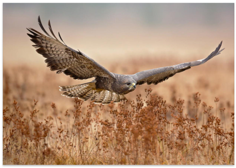 Common Buzzard