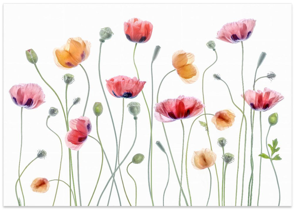 Papaver party