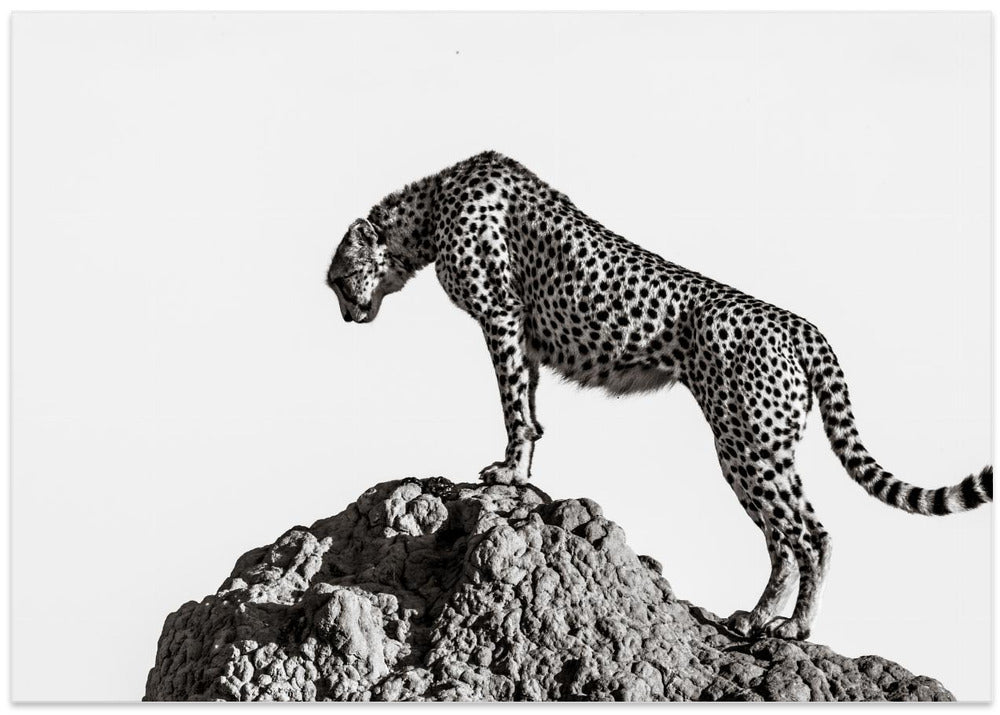 the hunter