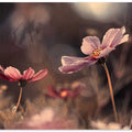 Flowers of innocence