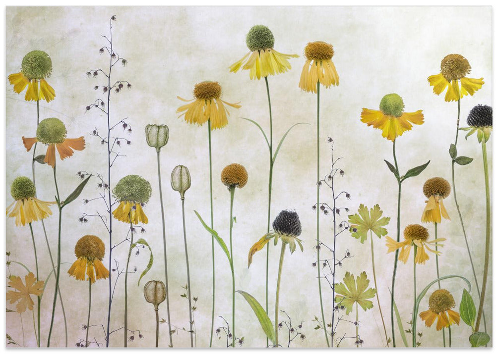 Helenium