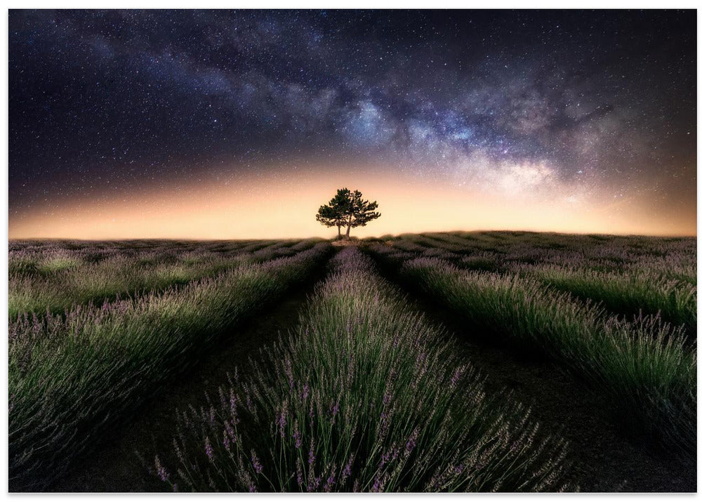 Lavender way