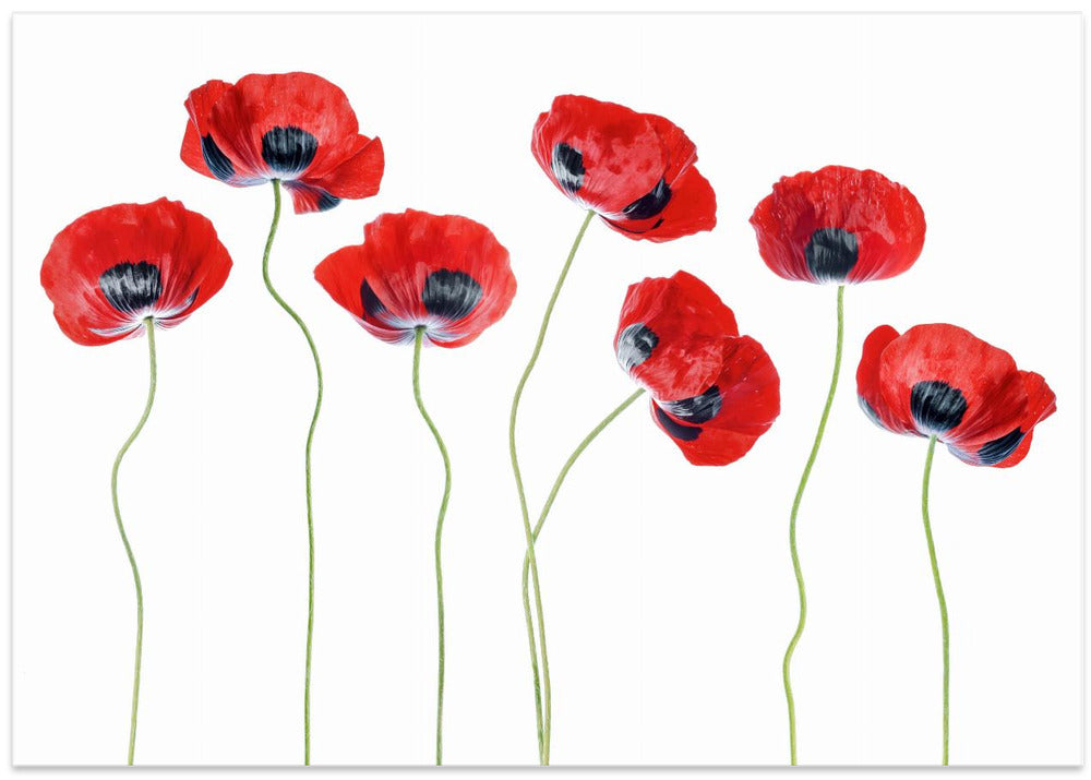 Ladybird Poppies