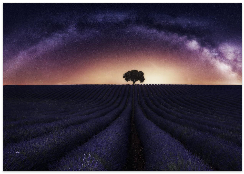My lavander