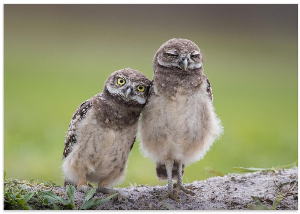 Friends