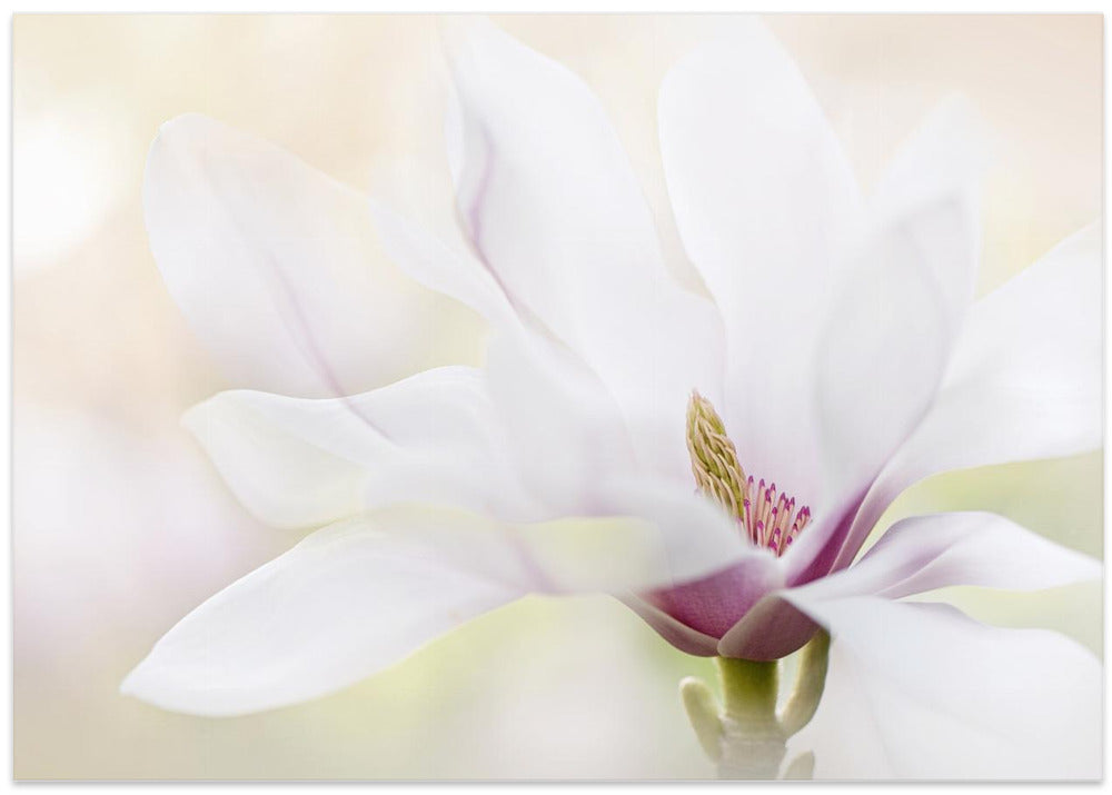 Purity