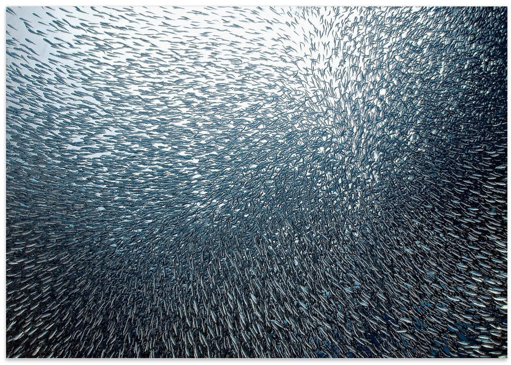 Sardines Firework
