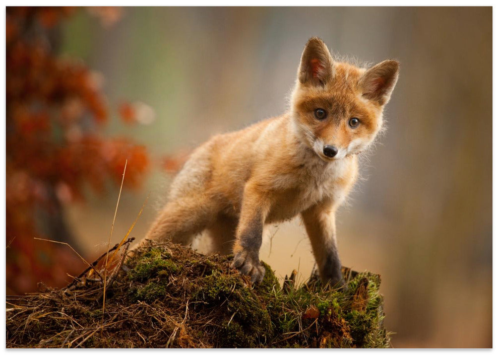Fox