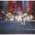 Art Prints of Leaving Las Vegas...