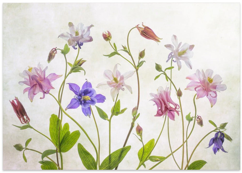Columbine