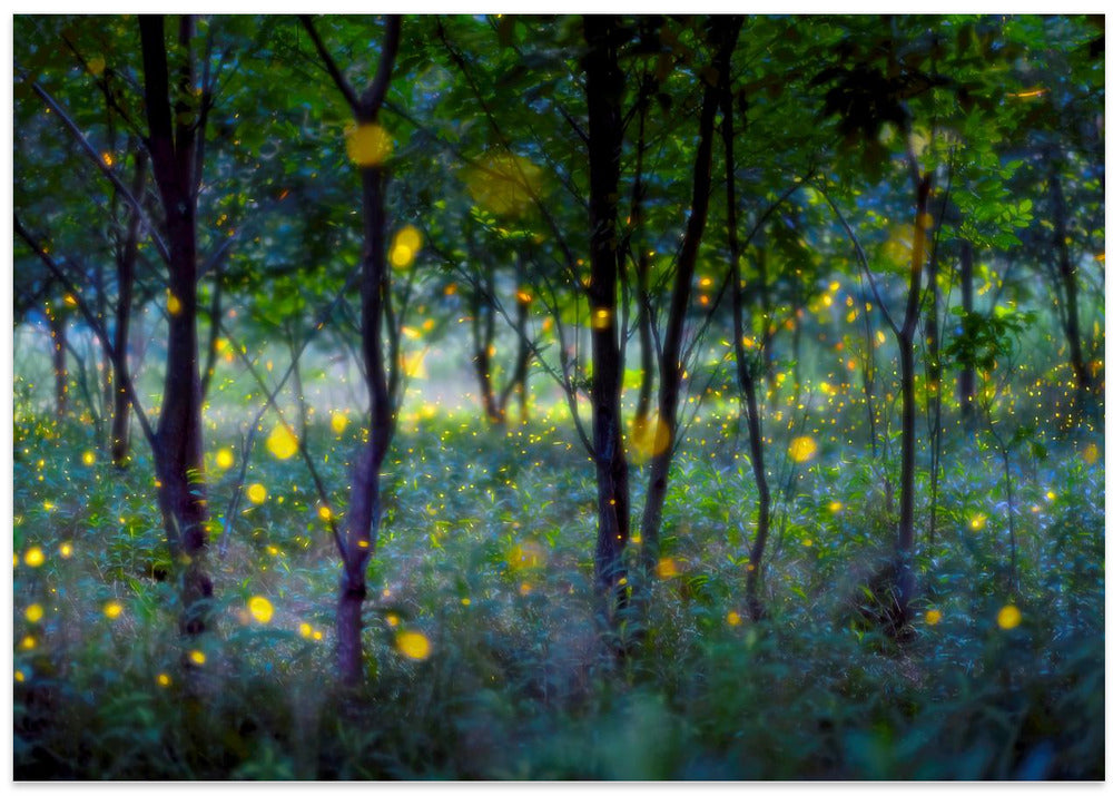 Magic fireflies