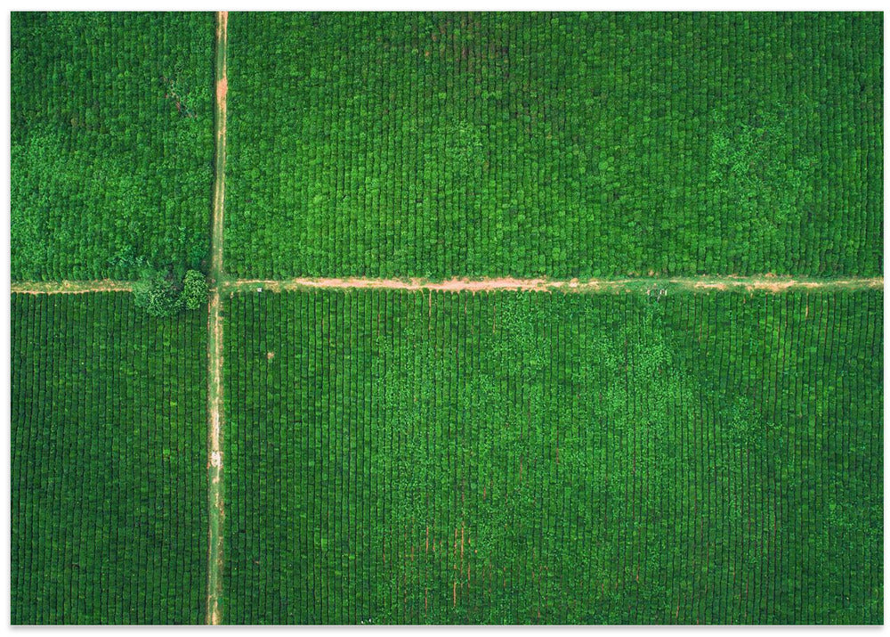 tea garden