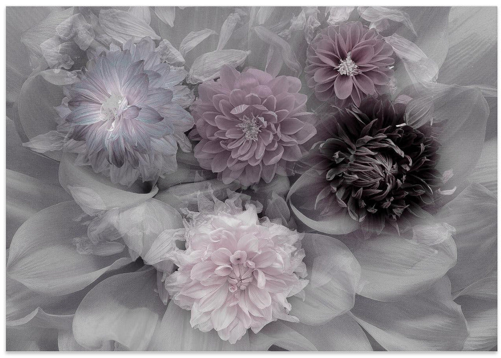 Dahlia dream