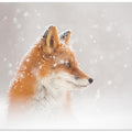 Snow is falling…