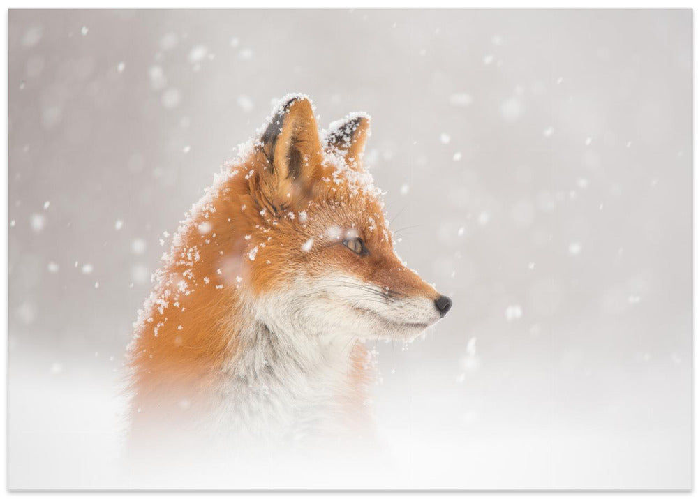 Snow is falling…