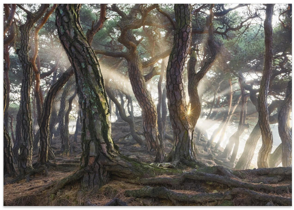 Sacred Pine Trees