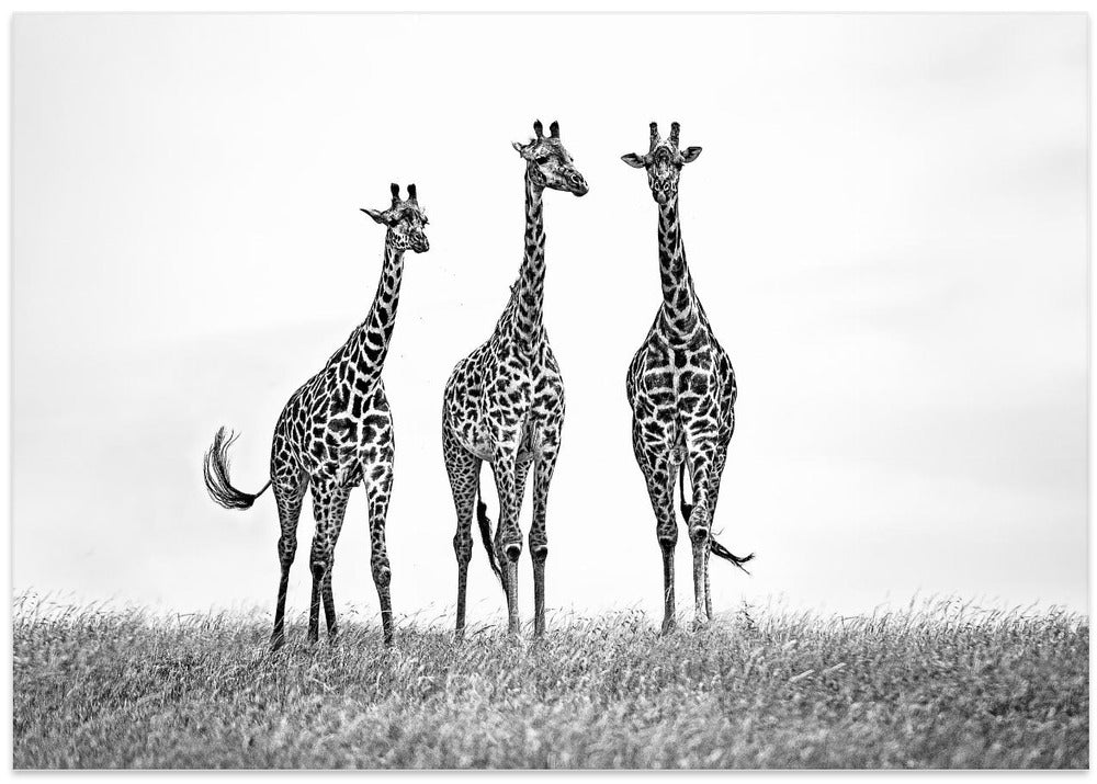 Giraffes in the  Mara plains