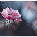 AnEmone