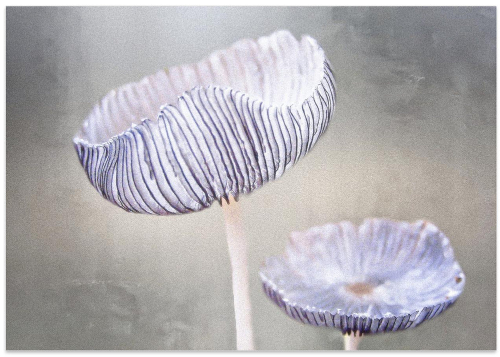 mushroom