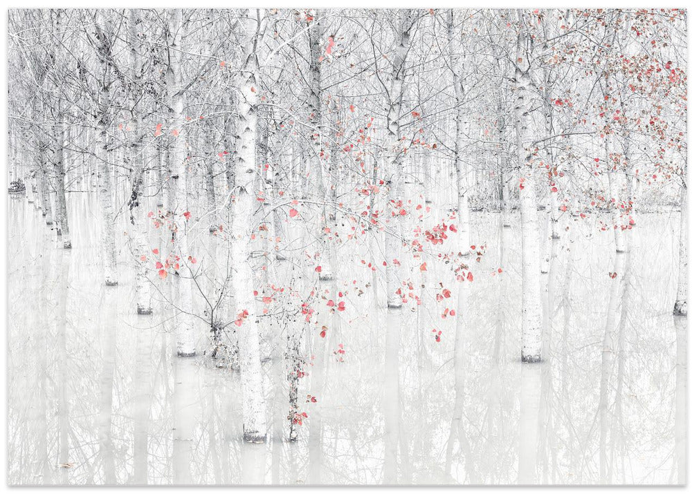 Red & white