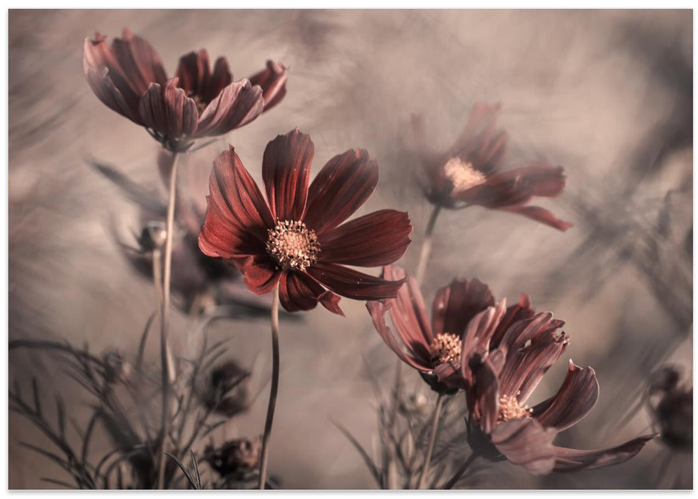 Cosmos 2019