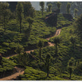 For a cup of tea