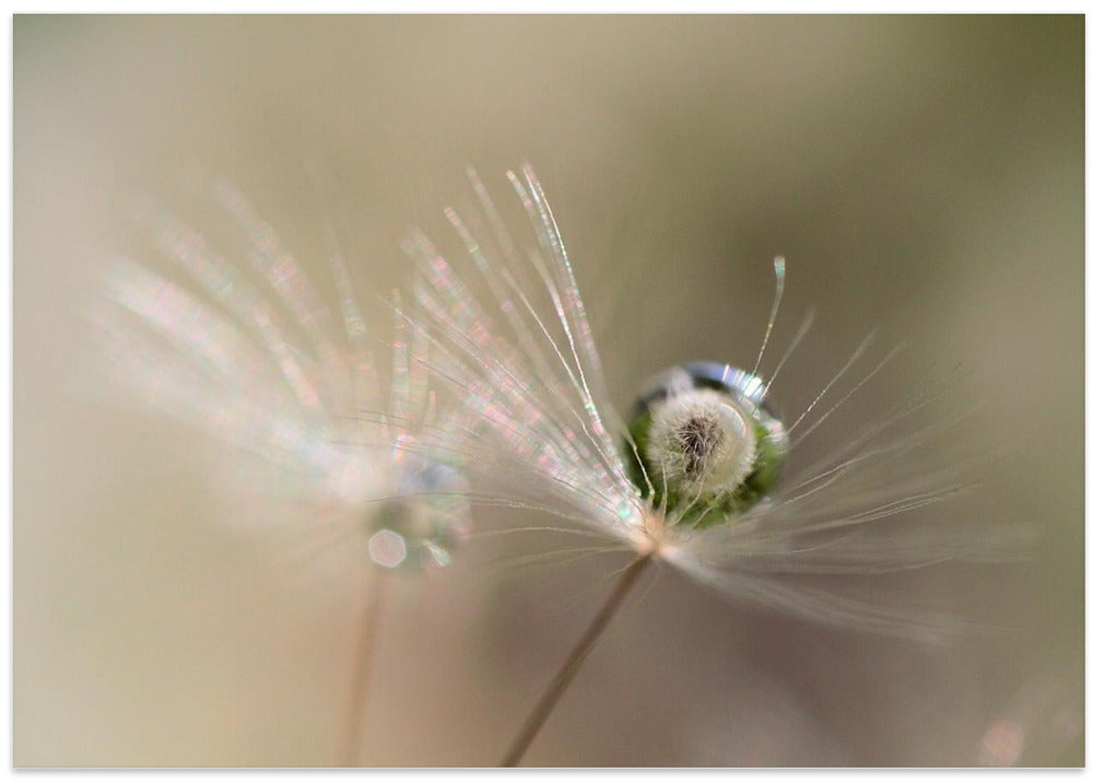 Star of dandelion