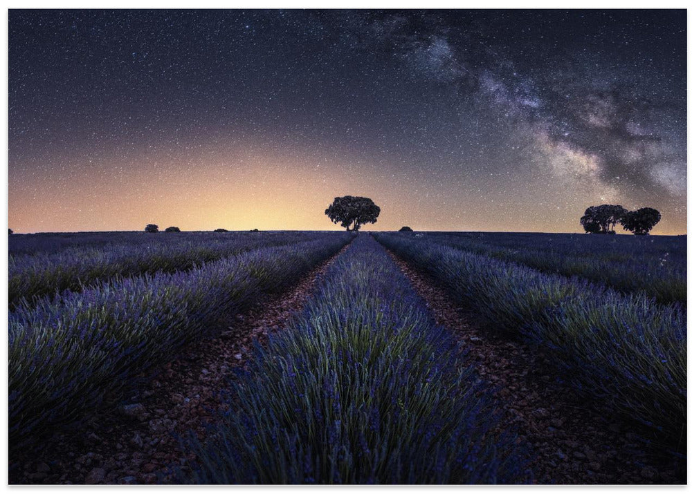 Lavender fields