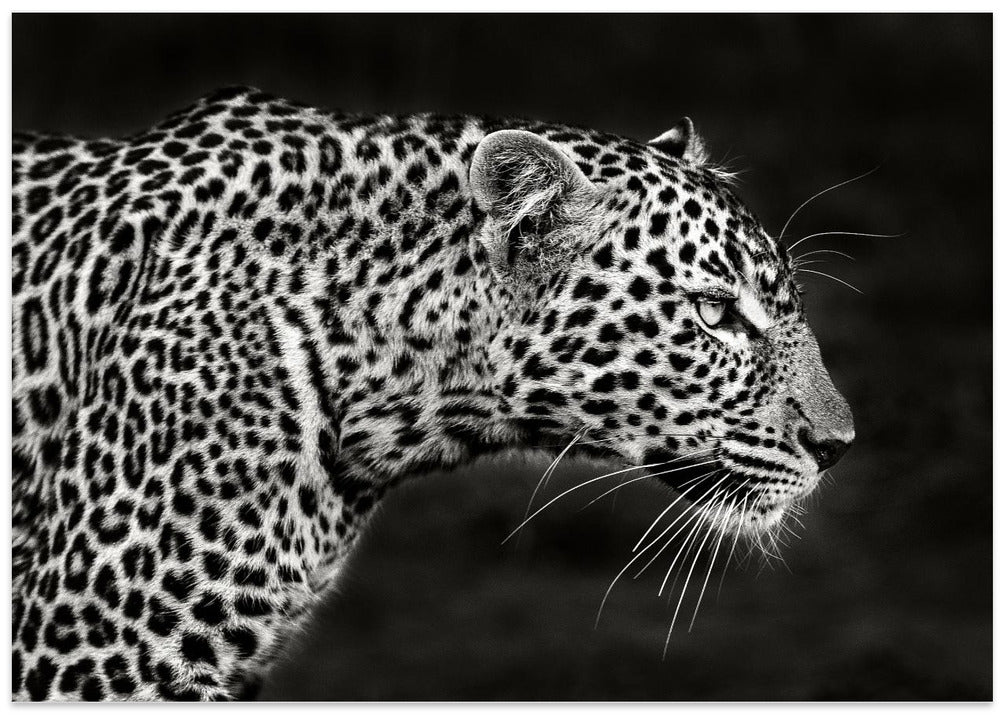 Leopard Close Up