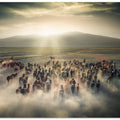 Wild Horses