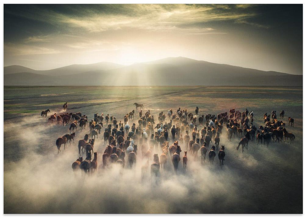 Wild Horses