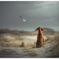 FREEDOM (II)