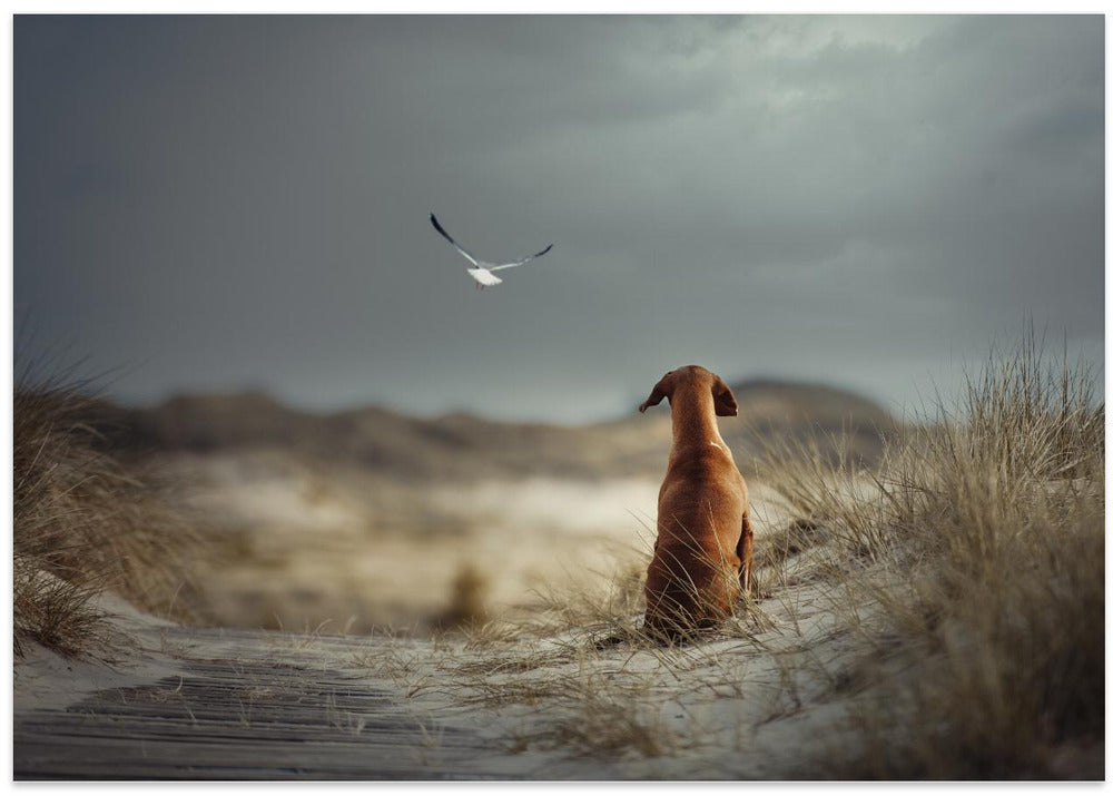 FREEDOM (II)