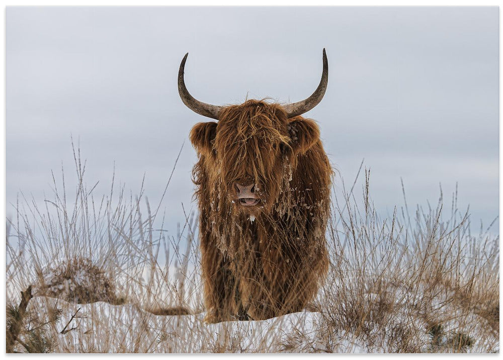 Highlander in Snow