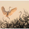 Art Prints of Golden Time